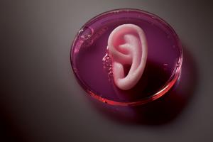 Функциональное человеческое ухо при помощи 3D принтера